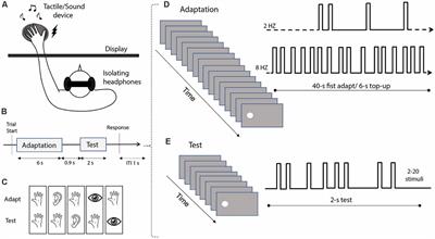 Evidence for an A-Modal Number Sense: Numerosity Adaptation Generalizes Across Visual, Auditory, and Tactile Stimuli